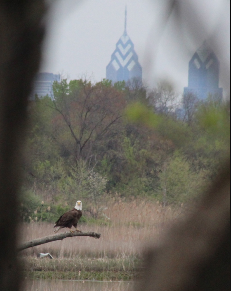 A bald eagle perches on a branch over the water, with downtown buildings in the distance